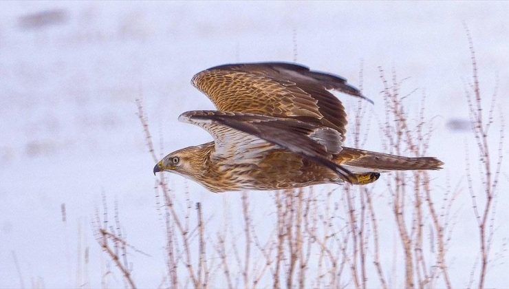 Koruma altındaki kızıl şahin Kars’ta avlanırken görüntülendi