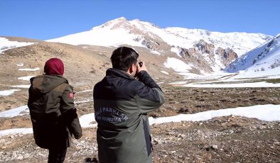 Koruma tedbirleriyle yaban hayvanları daha güvenli ortamlarda yaşamlarını sürdürüyor