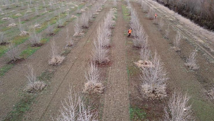 Kuraklığa dayanıklı Türk fındığı fidanları Kastamonu’da yetiştiriliyor