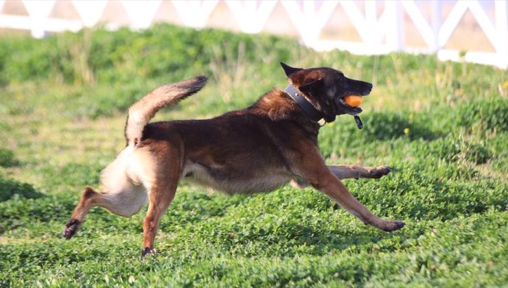 Narkotik köpekleri “Ares” ve “Lina” zehir tacirlerine geçit vermiyor