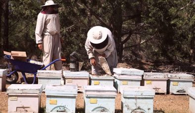 Olumsuz mevsim koşulları ve tarım ilaçları bal üretimini azaltıyor