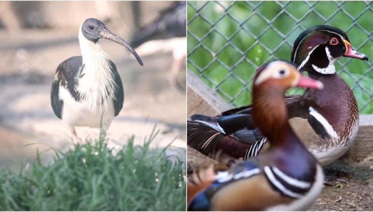 Saman boyunlu ibis kuşu ve mandarin ördeği Bursa hayvanat bahçesinde korunuyor