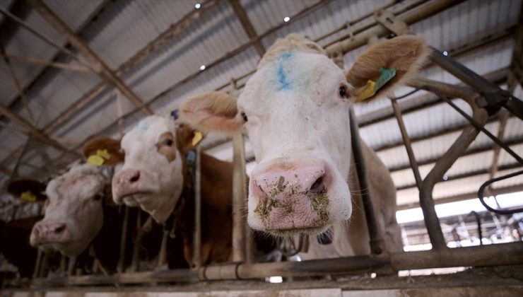 Toplanan inek sütü miktarı ocakta yıllık bazda yüzde 4,7 artarak 915,5 bin ton oldu