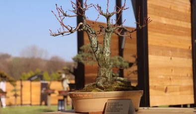 Türkiye’nin ilk “bonsai müzesi” Yalova’da açıldı