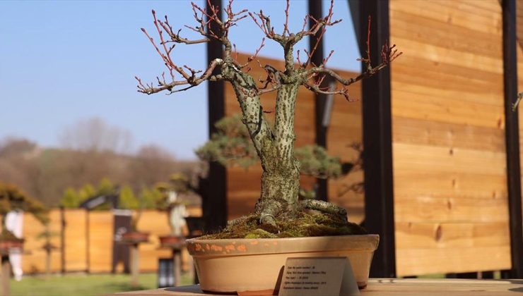 Türkiye’nin ilk “bonsai müzesi” Yalova’da açıldı