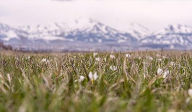 Erzurum’da baharın müjdecisi kardelenler açmaya başladı