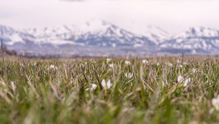 Erzurum’da baharın müjdecisi kardelenler açmaya başladı