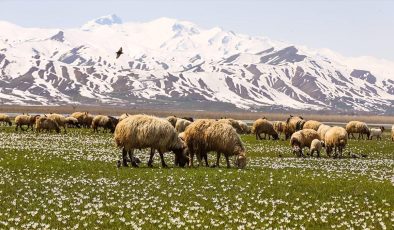 Hakkari’de besiciler hayvanlarını yeşeren meralara çıkarmaya başladı