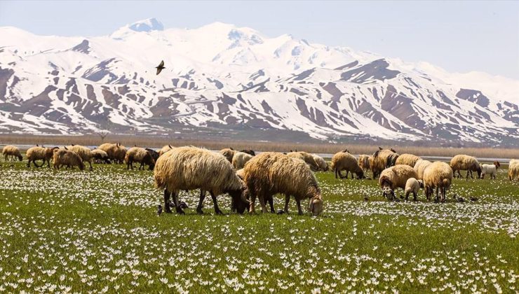 Hakkari’de besiciler hayvanlarını yeşeren meralara çıkarmaya başladı