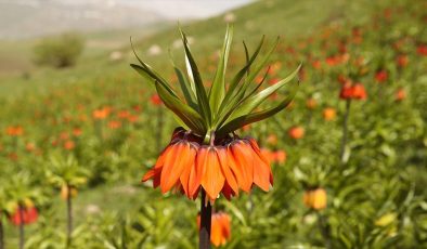 Hakkari’de ters lale vakti