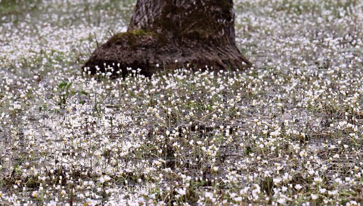 Kızılırmak Deltası’nda “su papatyaları” açtı