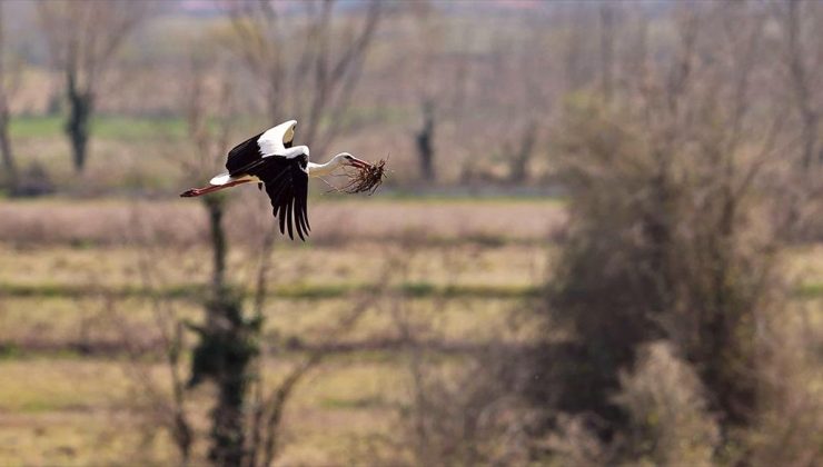 Kızılırmak Deltası’ndaki leylek popülasyonunda artış gözlemlendi