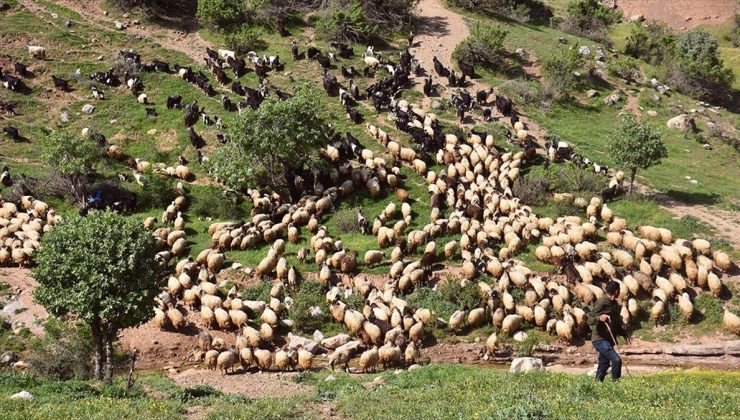 Şırnak’ta göçerler hayvanlarını yaylalara götürmek için yola koyuldu