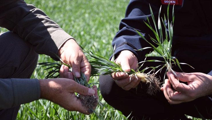 Tahıl ambarı Konya’da hububat ürünlerinde bitki gelişimi iyi