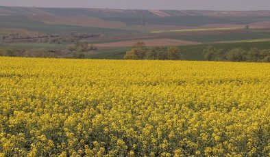 Tekirdağ’ın sarı kanola tarlaları fotoğraf çektirmek isteyenleri ağırlıyor