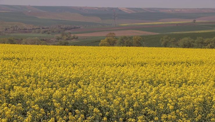 Tekirdağ’ın sarı kanola tarlaları fotoğraf çektirmek isteyenleri ağırlıyor