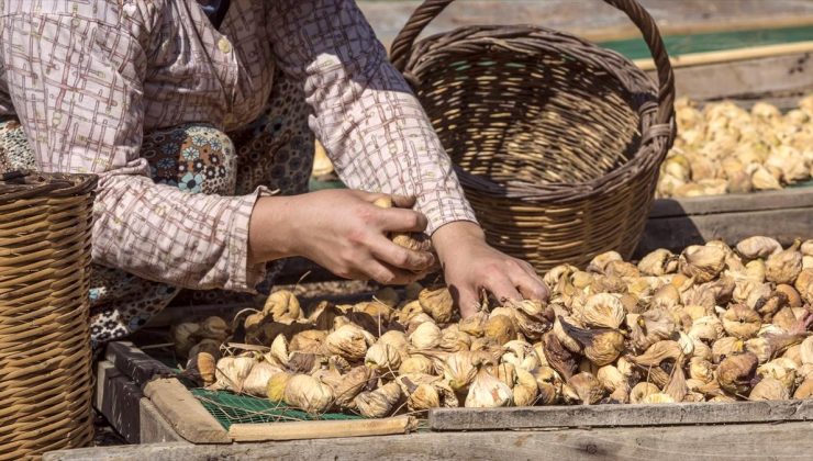 Türkiye’nin kuru meyve ihracatı ilk çeyrekte yüzde 29,9 arttı