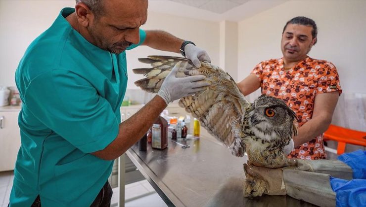 Veteriner hekimler Doğu’daki yaban hayvanları için 7/24 mesaide