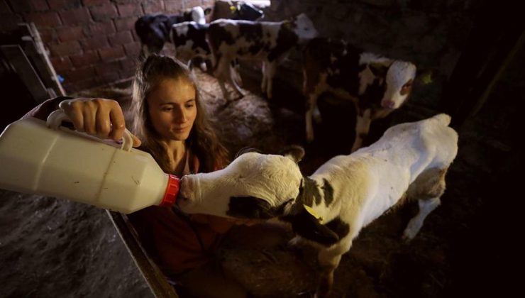 Veteriner hekimler her koşulda hayvanların tedavisine koşuyor