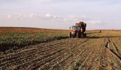 Yerli şeker pancarı tohumu tescil edildi