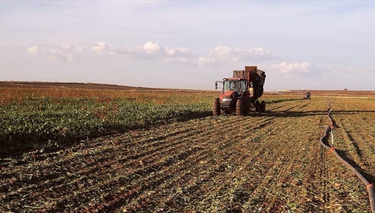 Yerli şeker pancarı tohumu tescil edildi