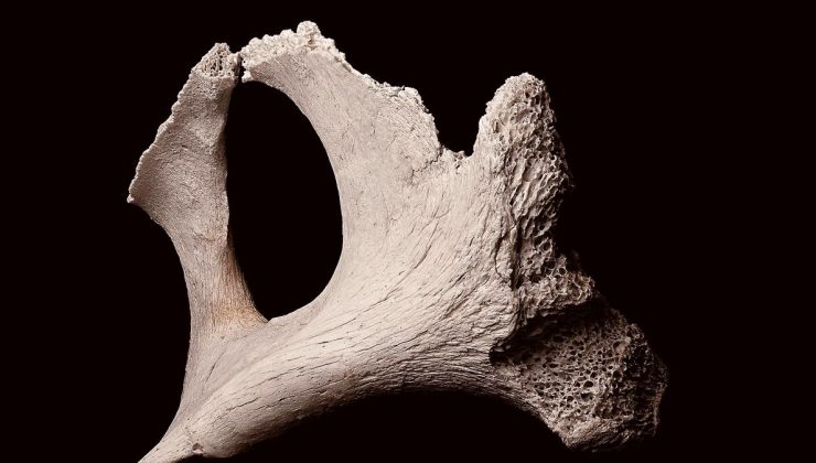 Fransa’da 2 bin yıllık at fosilleri içeren mezarlar bulundu