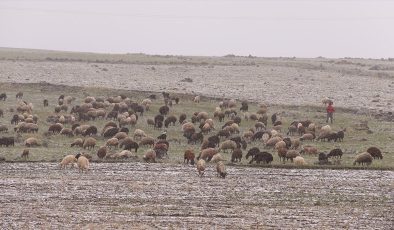 Kars ve Ağrı’da besiciler kar yağışına hazırlıksız yakalandı