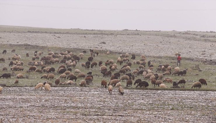 Kars ve Ağrı’da besiciler kar yağışına hazırlıksız yakalandı