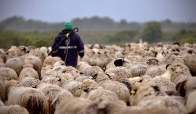 Kışı Kızılırmak Deltası’nda geçiren besicilerin göç yolculuğu başladı