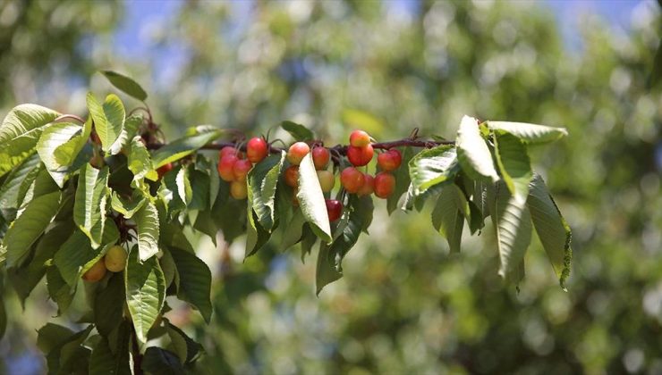 Malatya’da tescilli “dalbastı” kirazında bu sezon 800 ton rekolte bekleniyor