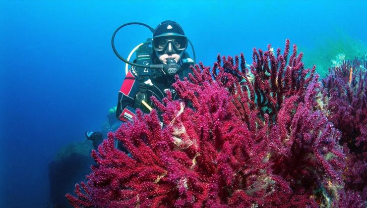 Nesli tehlike altındaki Ayvalık’ın kırmızı mercanları görüntülendi