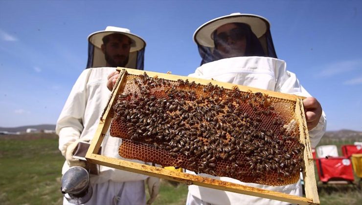 Olumlu hava koşulları Bingöllü arıcıları yüksek verim için umutlandırdı