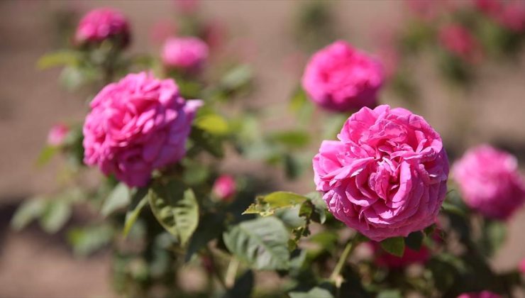 Osmanlı’nın “gül bahçesi” Edirne’de yine her yerde güller açacak