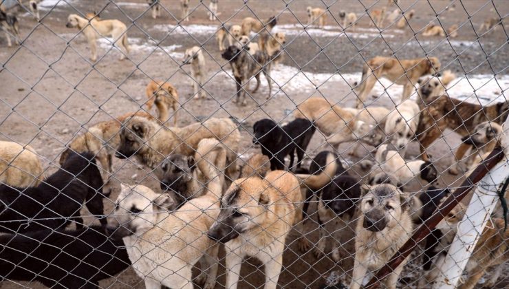 DSÖ’den “sahipsiz köpek popülasyonunun kontrolü ve aşılamanın kuduz vakaları için kritik önem taşıdığı” uyarısı
