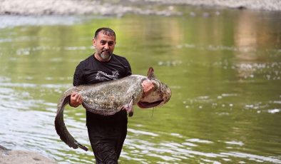 Melen Çayı’nda avlanan amatör balıkçının oltasına 52 kilogramlık yayın takıldı