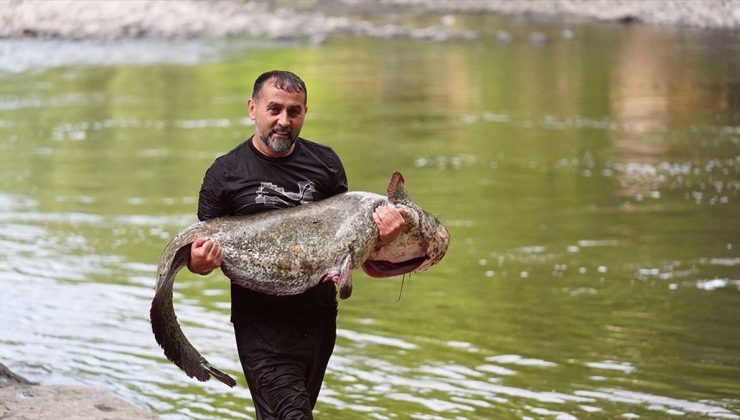 Melen Çayı’nda avlanan amatör balıkçının oltasına 52 kilogramlık yayın takıldı