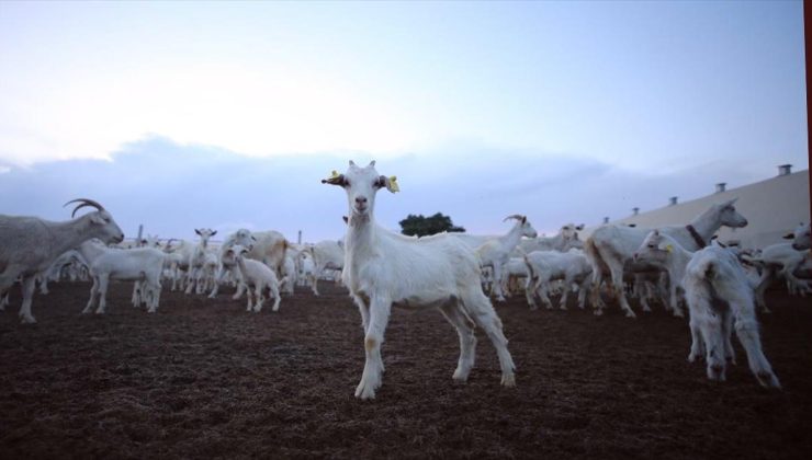 Oğlak ve kuzuların anneleriyle buluşma “senfonisi”