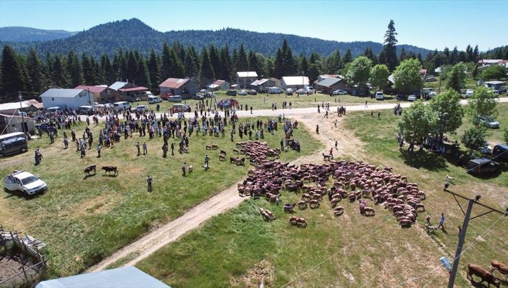 Sakarya’da besiciler süsledikleri hayvanlarını şenlik havasında yaylaya çıkarıyor