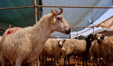 Türk Kızılay, kurban vekaleti bedellerini açıkladı