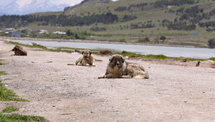 Adana’da sahipsiz köpeklerin saldırısına uğrayan 5 yaşındaki çocuğun tedavisi sürüyor