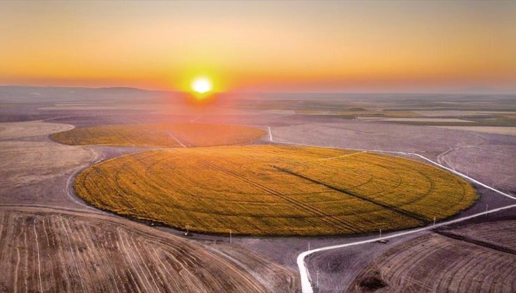 Altınova’nın “köşesiz” tarlaları sarıya büründü