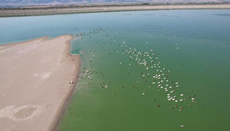 Amasya’daki Yedikır Baraj Gölü 170 kuş türüne ev sahipliği yapıyor