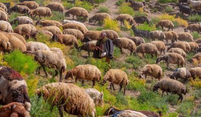 Faraşin Yaylası 400 bin küçükbaş hayvana ev sahipliği yapıyor