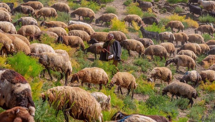 Faraşin Yaylası 400 bin küçükbaş hayvana ev sahipliği yapıyor