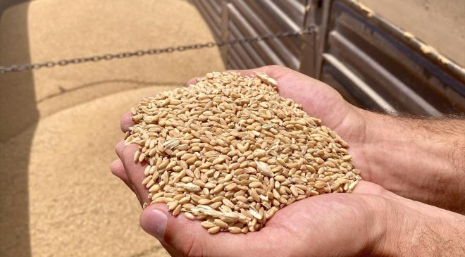 Kırşehir’de sertifikalı tohum kullanımı kuraklığa bağlı verim kaybını önledi