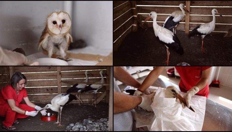 Kızılırmak Deltası Kuş Cenneti’ndeki ilk yardım ünitesinde 45 göçmen kuş tedavi edildi