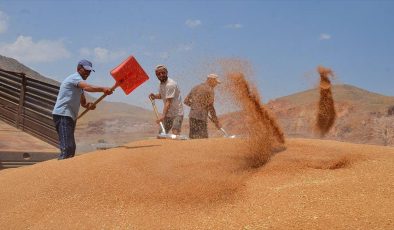 Muş’ta Buğday Üreticileri Hasadı Tamamlıyor