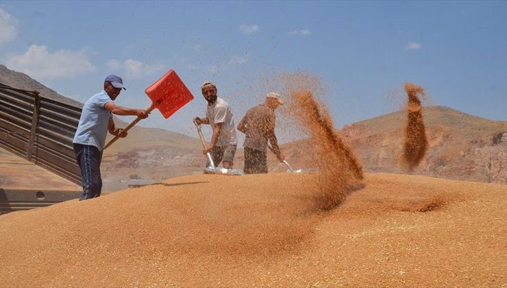 Muş’ta Buğday Üreticileri Hasadı Tamamlıyor