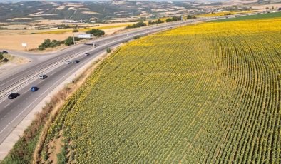 Tekirdağ’da Ayçiçeği Tarlalarının Güzelliği