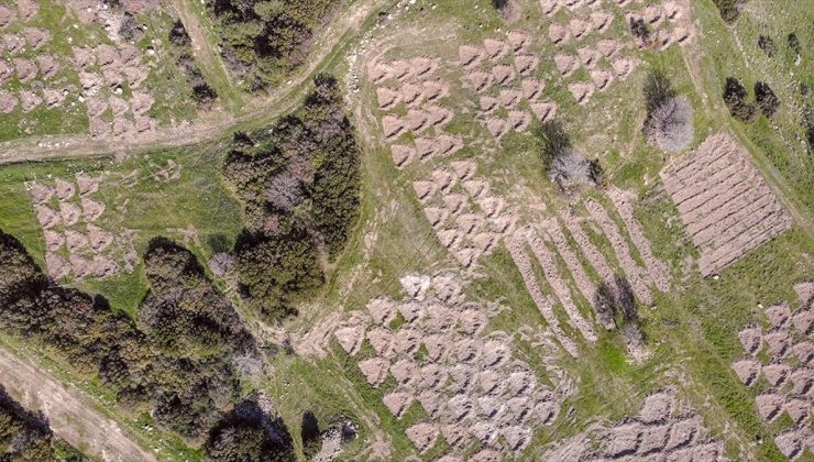 Ağaçlandırmada “hilal” ve “baklava” setleri başarı sağladı